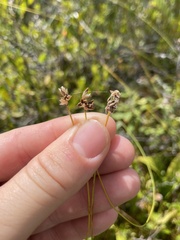 Carex tenuiflora