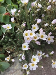 Polemonium pulcherrimum shastense