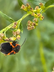 Lygaeus kalmii