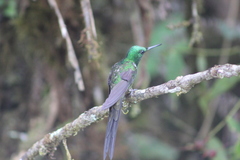 Heliodoxa imperatrix