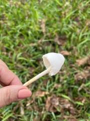 Leucocoprinus cepistipes