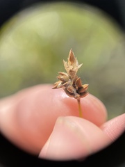 Carex tenuiflora