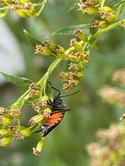 Lygaeus kalmii