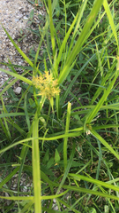 Cyperus esculentus