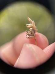 Carex tenuiflora