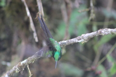 Heliodoxa imperatrix