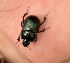 Geotrupes balyi