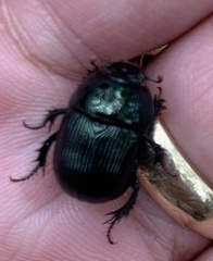 Geotrupes balyi