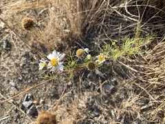 Anthemis cotula
