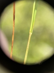 Carex tenuiflora
