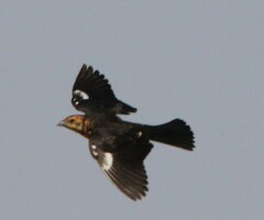 Xanthocephalus xanthocephalus