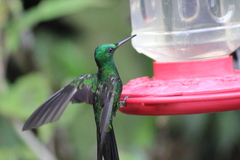 Heliodoxa imperatrix