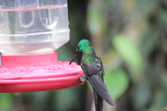 Heliodoxa imperatrix