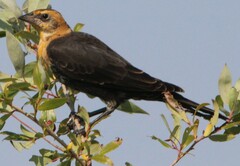 Xanthocephalus xanthocephalus