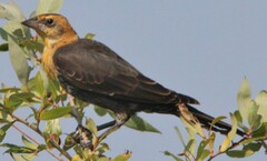 Xanthocephalus xanthocephalus