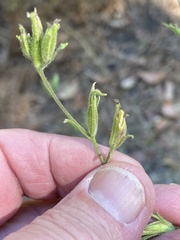 Cordylanthus tenuis brunneus