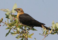 Xanthocephalus xanthocephalus