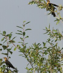 Xanthocephalus xanthocephalus