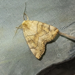 Cosmia trapezina