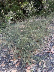 Cordylanthus tenuis brunneus