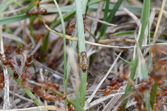 Myrmica rubra