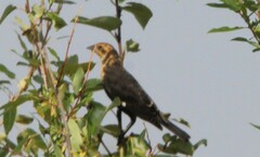 Xanthocephalus xanthocephalus