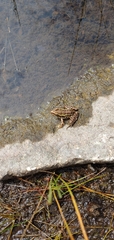 Lithobates palustris
