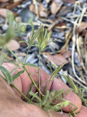 Cordylanthus tenuis brunneus