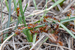 Myrmica rubra
