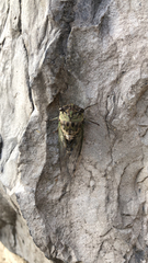 Neotibicen pruinosus