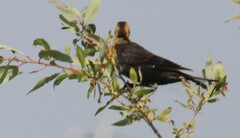 Xanthocephalus xanthocephalus