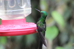 Heliodoxa imperatrix