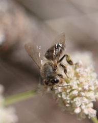 Apis mellifera