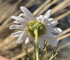 Anthemis cotula