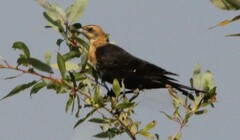 Xanthocephalus xanthocephalus