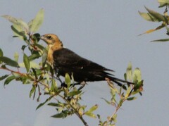 Xanthocephalus xanthocephalus