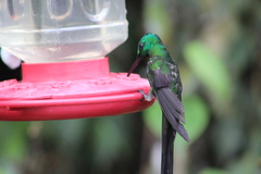 Heliodoxa imperatrix