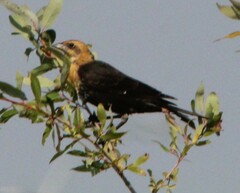 Xanthocephalus xanthocephalus