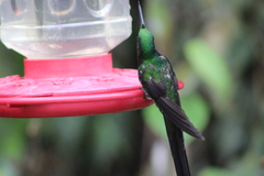 Heliodoxa imperatrix