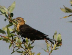 Xanthocephalus xanthocephalus