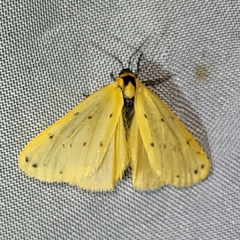 Setina irrorella
