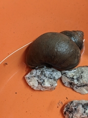 Cipangopaludina chinensis