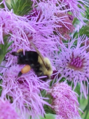 Bombus impatiens