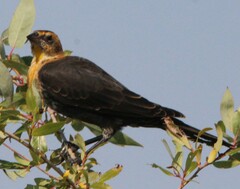 Xanthocephalus xanthocephalus