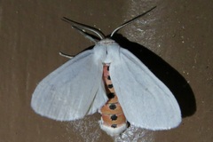 Pygarctia roseicapitis