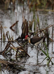 Irediparra gallinacea