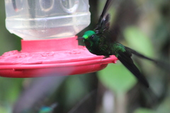 Heliodoxa imperatrix