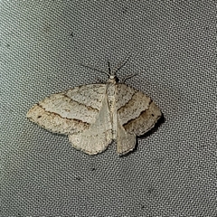 Perizoma parallelolineatum