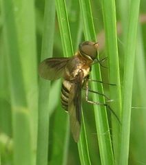 Exoprosopa brevirostris
