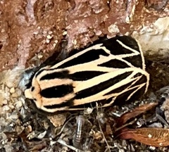 Apantesis phalerata